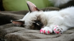 Anticrafesi za mačke: škodo ali korist?